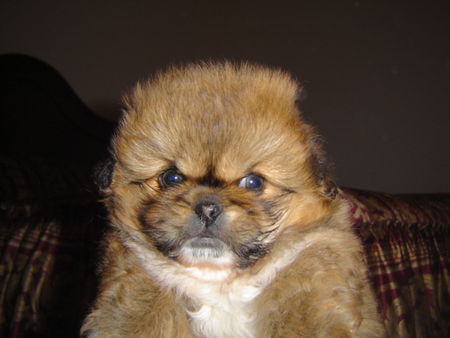 Pekingese Hunde Foto 29257 in höherer Auflösung ansehen Pekingese Baby Baba 1,5 month age