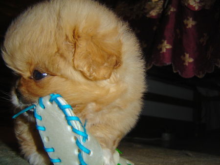Pekingese Hunde Foto 29284 in höherer Auflösung ansehen Pekingese I love my shoe!