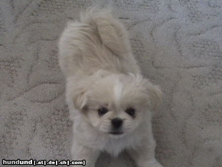 Pekingese Hunde Foto 25178 in höherer Auflösung ansehen Pekingese Taiki - 10 Wochen