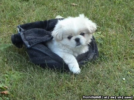 Pekingese Hunde Foto 25247 in höherer Auflösung ansehen Pekingese Taiki...