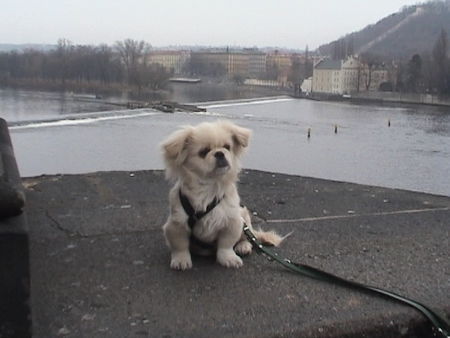 Pekingese Hunde Foto 28535 in höherer Auflösung ansehen Pekingese unterwegs in Prag