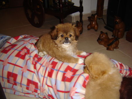 Pekingese Hunde Foto 29973 in höherer Auflösung ansehen Pekingese Nothing's better than sleepy on mamy....