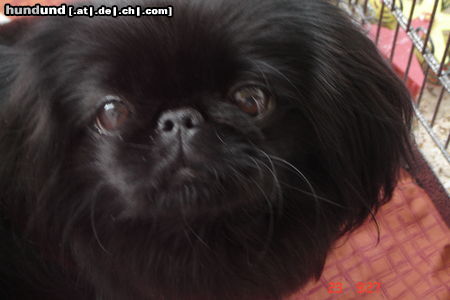 Pekingese Lillyfee