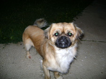 Pekingese Hunde Foto 42826 in höherer Auflösung ansehen Pekingese Pekinese Medo