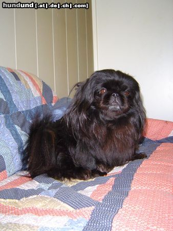 Pekingese Hunde Foto 19956 in höherer Auflösung ansehen Pekingese Nora 2005