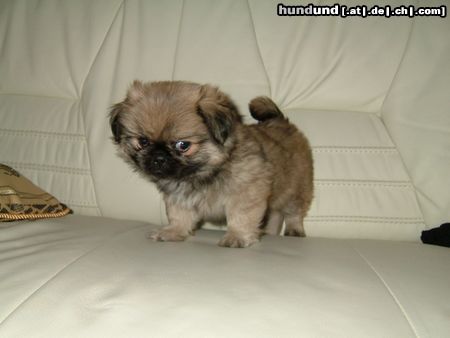 Pekingese Hunde Foto 16463 in höherer Auflösung ansehen Pekingese Meine süüse baby-Cesar