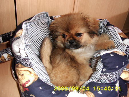 Pekingese Hunde Foto 29899 in höherer Auflösung ansehen Pekingese Mein kleines Paulchen