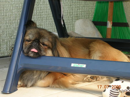 Pekingese Hunde Foto 26250 Pekingese