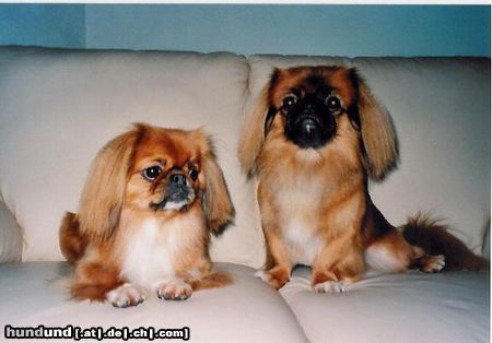 Pekingese Miyoko und Dorian