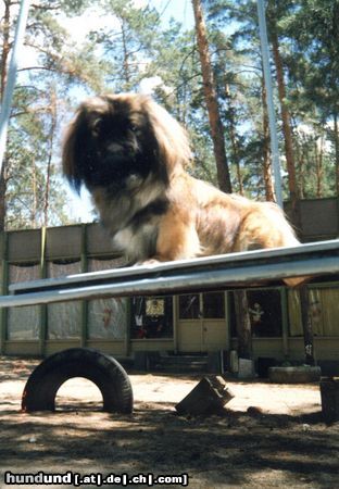 Pekingese meine kleine Gabriella, hier 3 jahre alt