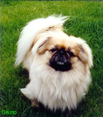 Pekingese Hunde Foto 32178 Pekingese