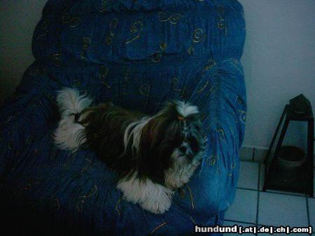 Pekingese Hunde Foto 20791 in höherer Auflösung ansehen Pekingese hallo mädels