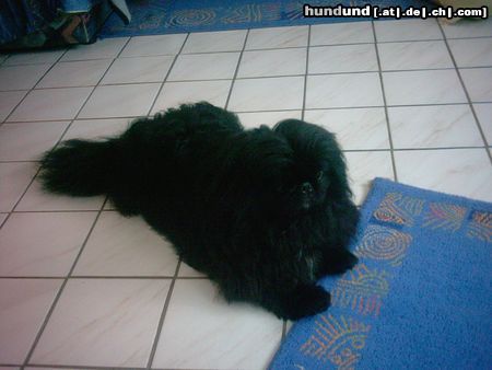 Pekingese Hunde Foto 20790 in höherer Auflösung ansehen Pekingese hallo mädels