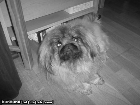 Pekingese Hunde Foto 21038 in höherer Auflösung ansehen Pekingese Chippy