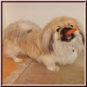 Pekingese Hunde Foto 28486 in höherer Auflösung ansehen Pekingese Nonti vom Maulwurfshügel