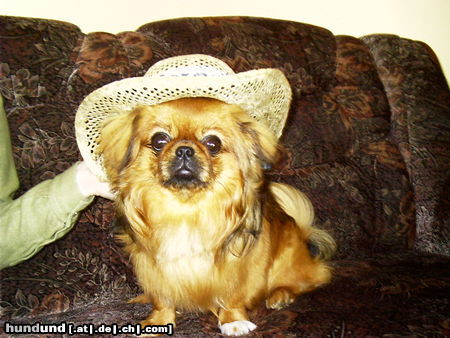 Pekingese Hunde Foto 26025 in höherer Auflösung ansehen Pekingese
