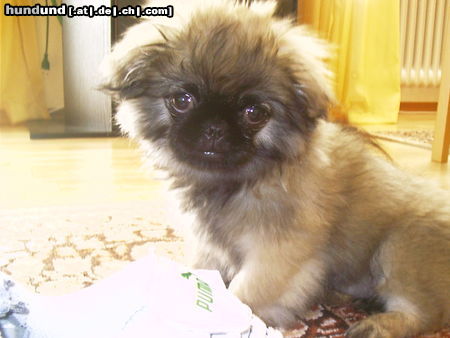 Pekingese Hunde Foto 25973 in höherer Auflösung ansehen Pekingese