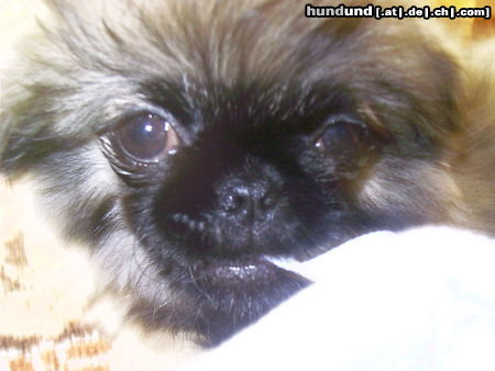 Pekingese Hunde Foto 25974 in höherer Auflösung ansehen Pekingese