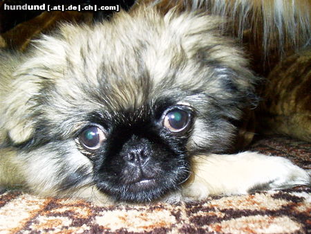 Pekingese Hunde Foto 25975 in höherer Auflösung ansehen Pekingese