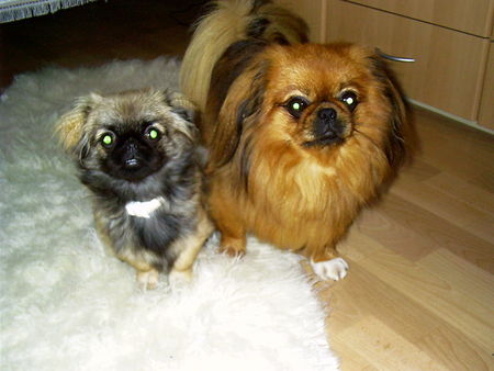 Pekingese Hunde Foto 26829 in höherer Auflösung ansehen Pekingese Das Traumpaar...