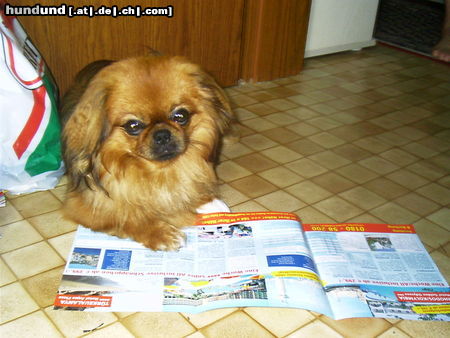Pekingese Hunde Foto 26026 in höherer Auflösung ansehen Pekingese beim lesen...