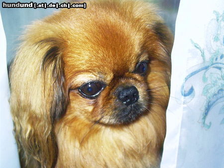 Pekingese Hunde Foto 26027 in höherer Auflösung ansehen Pekingese hey, hey, hey...