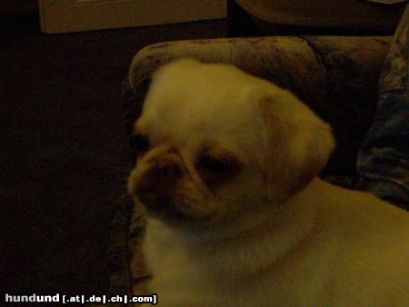 Pekingese Hunde Foto 10848 Pekingese unsere kleine jina