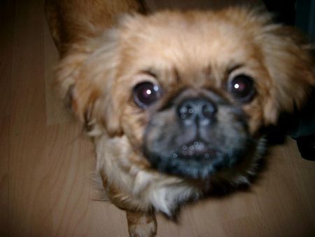 Pekingese Hunde Foto 28474 in höherer Auflösung ansehen Pekingese kuckuck