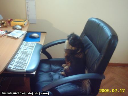 Pekingese Hunde Foto 23326 in höherer Auflösung ansehen Pekingese wer will mit mir chatten lily aus markgröningen