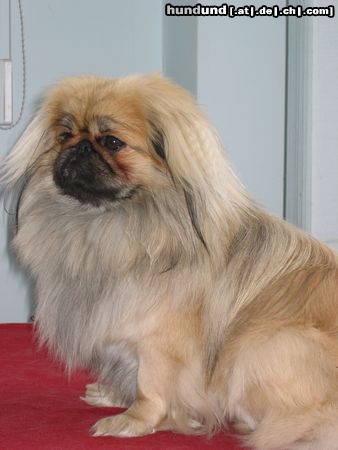 Pekingese Hunde Foto 24665 in höherer Auflösung ansehen Pekingese Bodo