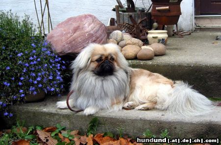 Pekingese Hunde Foto 21974 in höherer Auflösung ansehen Pekingese Das ist unser Bodo !