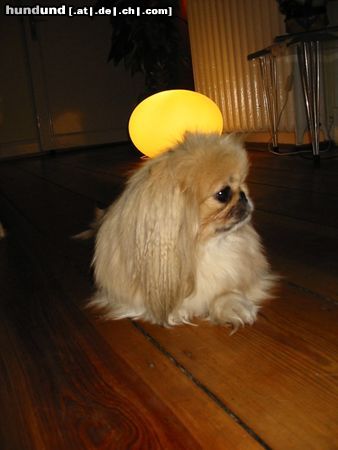 Pekingese Hunde Foto 16772 in höherer Auflösung ansehen Pekingese Vida mit Heiligenschein
