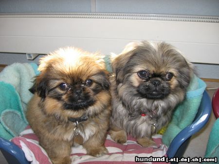 Pekingese Hunde Foto 21273 in höherer Auflösung ansehen Pekingese Lady und Senej 10 Wochen alt
