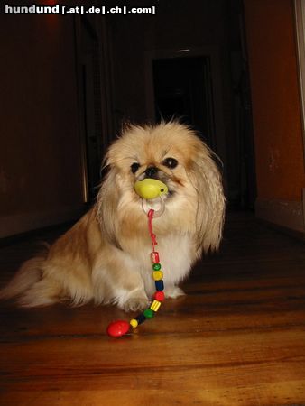 Pekingese Hunde Foto 16773 in höherer Auflösung ansehen Pekingese Vida mit Schnuller