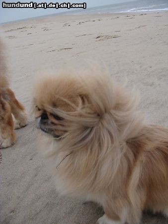 Pekingese Hunde Foto 16267 in höherer Auflösung ansehen Pekingese