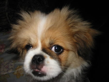 Pekingese Hunde Foto 37906 in höherer Auflösung ansehen Pekingese mit knaller gekämmt gähhnnn