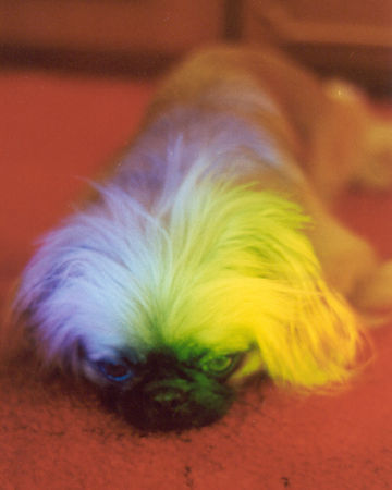 Pekingese Hunde Foto 27690 Pekingese Im Regenbogenfarbe