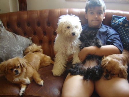Pekingese Hunde Foto 33650 Pekingese A postcard from heaven....my home, my son and my dogs!