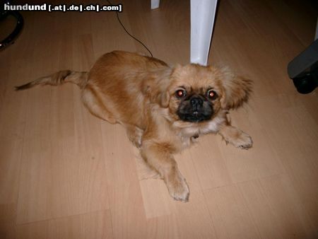 Pekingese Hunde Foto 6184 Pekingese Uuui ist der kleine Vuky neugierig!!!