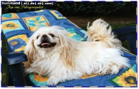 Pekingese Hunde Foto 4965 Pekingese Inja vom Pekingesenpalast