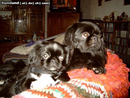 Pekingese Hunde Foto 15894 in höherer Auflösung ansehen Pekingese Vater u.Sohn