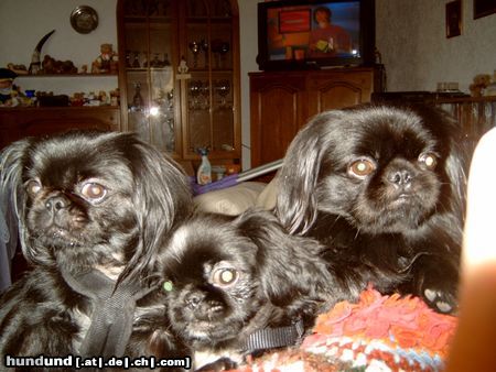 Pekingese Hunde Foto 15915 in höherer Auflösung ansehen Pekingese Unsere kleine Hundefamilie Mutter Tiffany, Sohn Gysmo, Vater Purzel