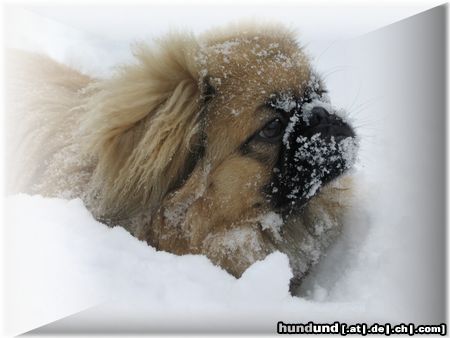 Pekingese Hunde Foto 18095 in höherer Auflösung ansehen Pekingese Spielerie 2