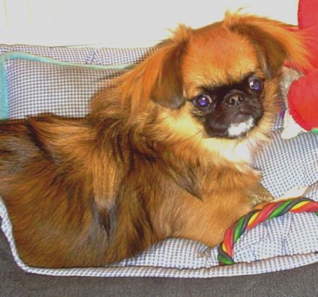 Pekingese Hunde Foto 42973 Pekingese Ich bin Kessy und bin frech