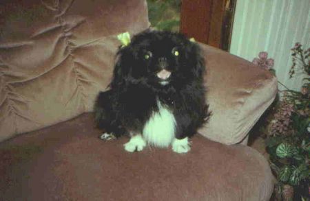 Pekingese Hunde Foto 2256 Pekingese I speak English only--just wanted you to see my adorable Peke.