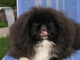 Pekingese Hunde Foto 38549 Pekingese Kennel Chaneira