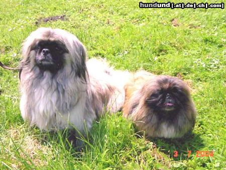 Pekingese Hunde Foto 12589 Pekingese Unsere Lieblinge Paul und Meggi