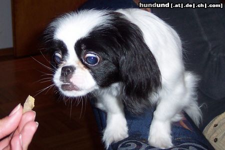 Pekingese Hunde Foto 11420 Pekingese Lotte - 7 Monate