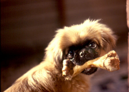 Pekingese Hunde Foto 27688 Pekingese Diesen Knochen halte ich aber fest