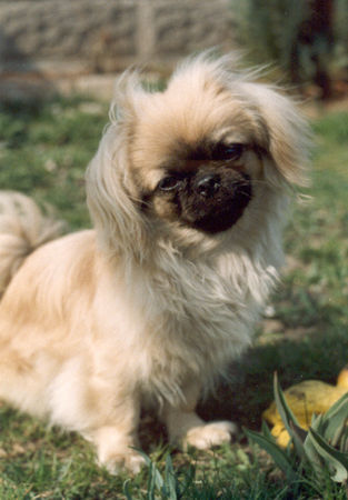 Pekingese Hunde Foto 27686 Pekingese Unser Liebling aus Ungarn